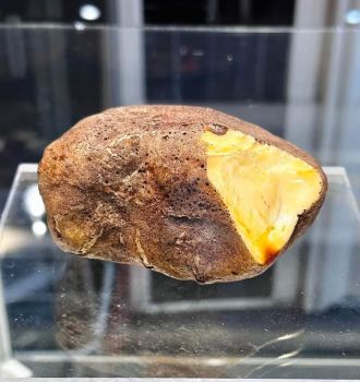 Hổ Phách giả được Hiệp hội Hổ Phách quốc tế trưng bày 2024