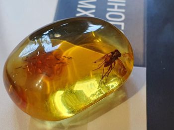 Hổ phách với côn trùng cổ đại to khổng lồ, tự nhiên 100% 12072122
