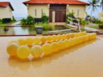 Vòng Hổ phách đeo cổ vàng bơ tự nhiên 100%