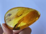Mặt dây chuyền hổ phách có côn trùng MHP12072124