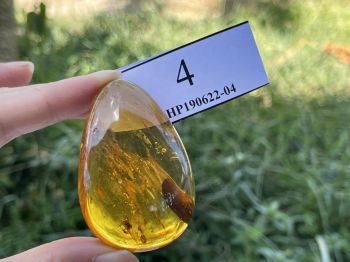 Hổ phách có côn trùng Nga baltic tự nhiên 40 triệu năm - mặt hổ phách MHP190622-04