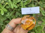 Đồng điếu hổ phách MHP250622-05