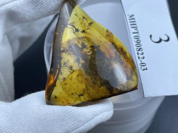 Hổ phách thô có côn trùng triệu năm MHPT090822-03