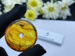 Đồng điếu Hổ phách siêu đẹp MHP081222-05
