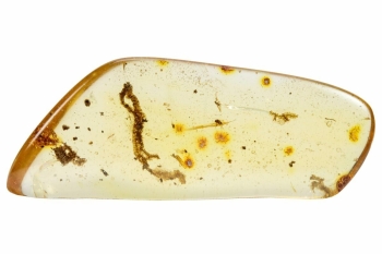 Cách phân biệt Hổ phách và Copal (hổ phách non)