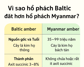 Vì sao hổ phách Baltic đắt hơn hổ phách Myanmar?
