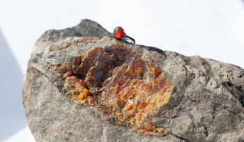 Hổ Phách Việt Nam (Phú Quốc) – Báu Vật Hóa Thạch Độc Đáo Việt Nam